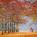 শিমুল বাগান (Shimul Bagan)- জয়নাল আবেদীন বাগান