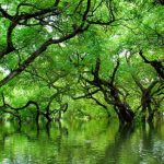 হিজল করচ বাগান – টাঙ্গুয়ার হাওর